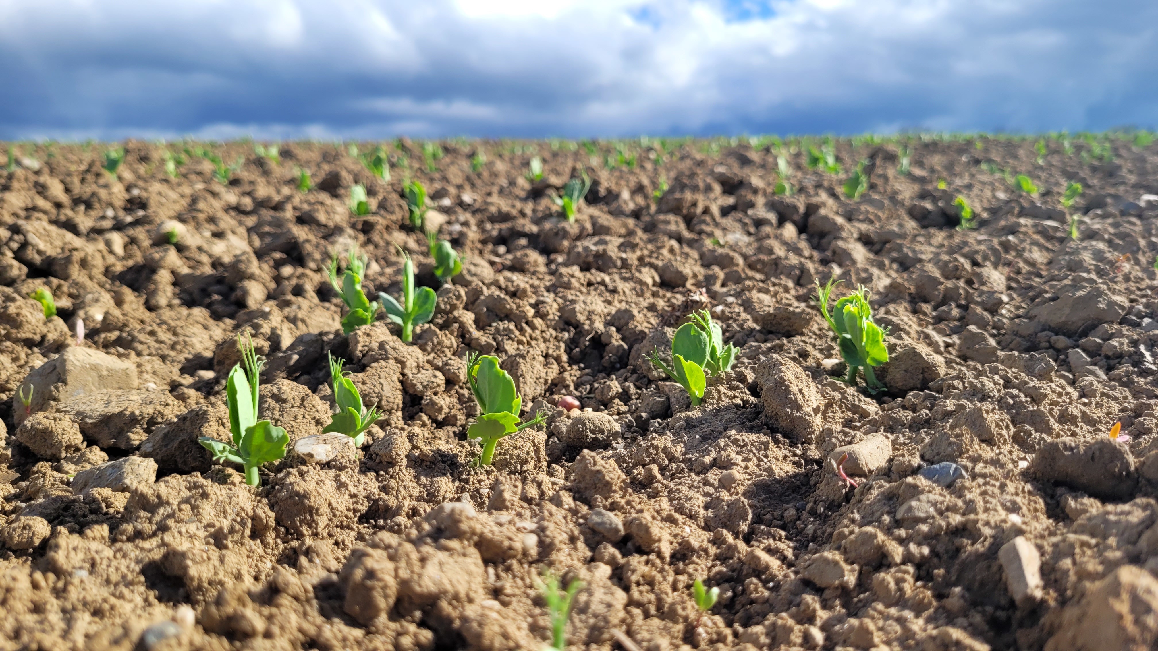 Projets d'agroécologie, levée des pois protéagineux de printemps, légumineuses alimentaires